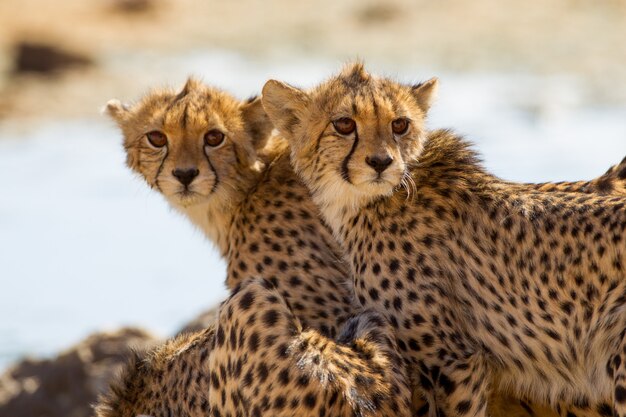 magnificent cheetahs standing near a small pond