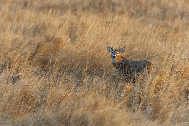 Magnificent deer standing in the middle of a grass covered field