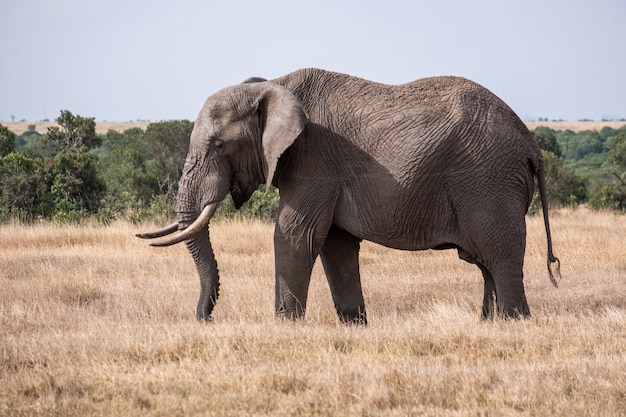 Великолепный слон на поле посреди джунглей в Ол Педжета, Кения