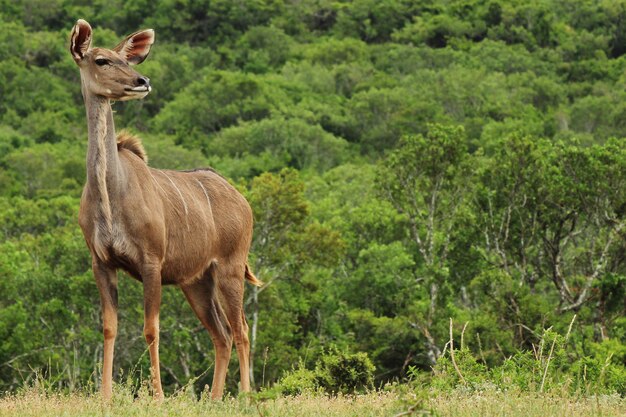 Magnificent exotic deer standing in front of a tree covered hill