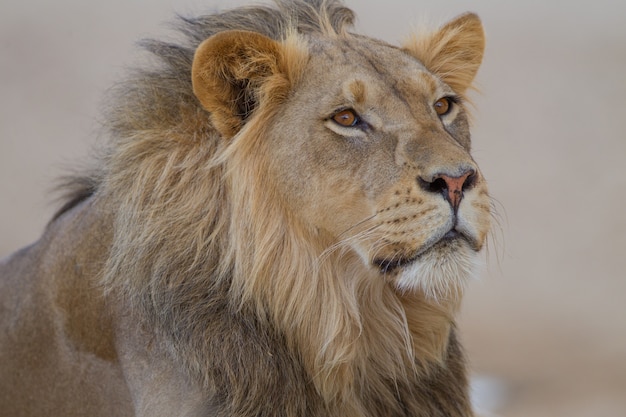 Free Photo magnificent lion in the middle of the desert