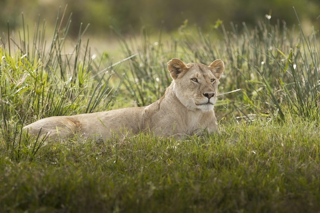 Великолепная львица лежит на поле, покрытом зеленой травой