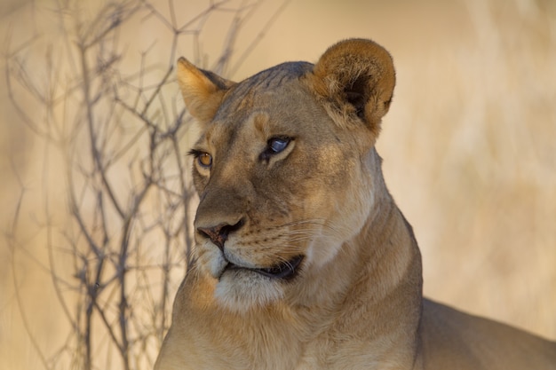 magnificent lioness near the trees