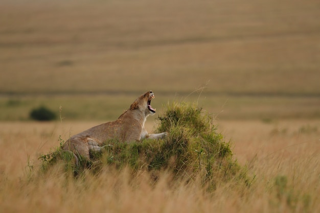 Foto gratuita magnifica leonessa ruggente su una collina coperta di erba