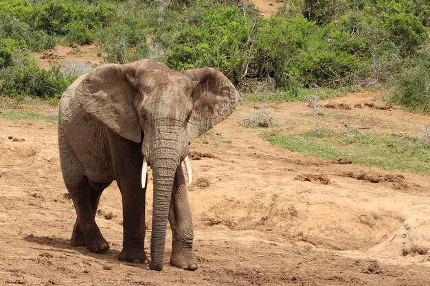 Великолепный грязный слон гуляет возле кустов и растений в джунглях
