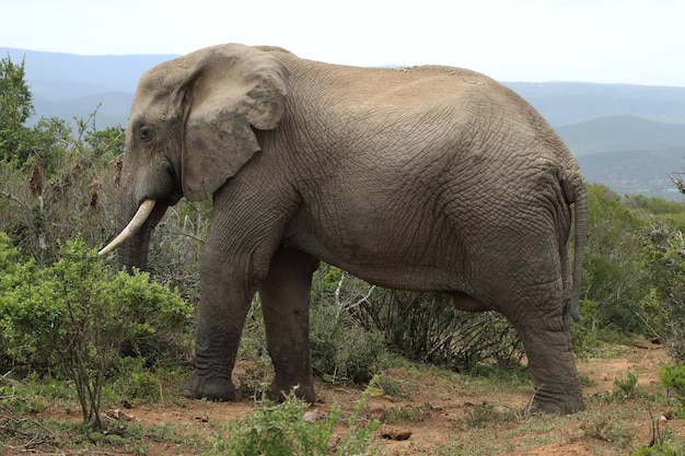 정글의 수풀과 식물 근처를 걸어 다니는 웅장한 진흙 투성이 코끼리