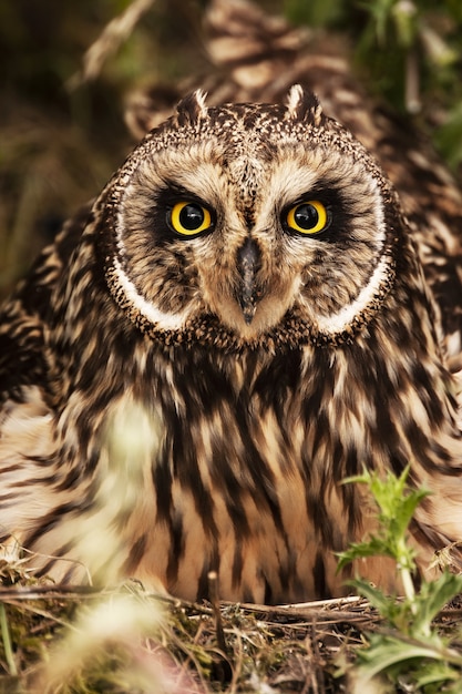 木々の間の美しい黄色い目を持つ壮大なフクロウ