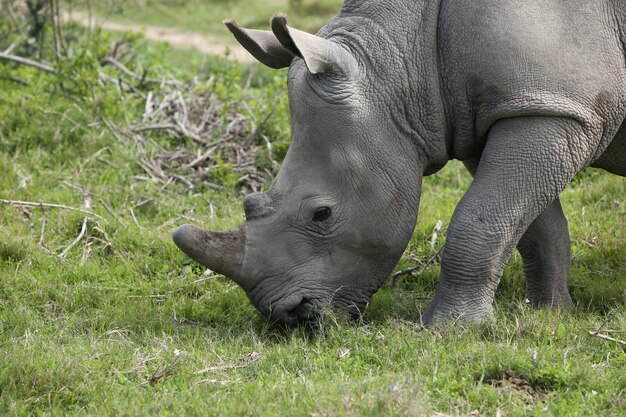 Magnificent rhinoceros grazing on the grass covered fields in the forest