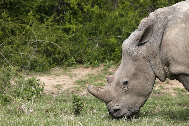 숲의 잔디 덮힌 들판에서 방목하는 웅장한 코뿔소