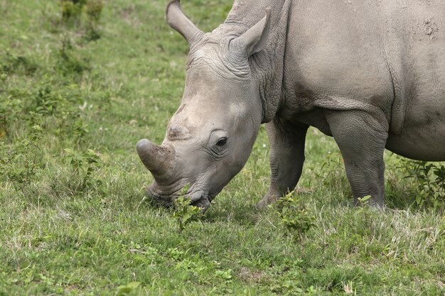 Magnificent rhinoceros grazing on the grass covered fields in the forest