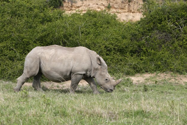 Великолепный носорог, пасущийся на покрытых травой полях в лесу