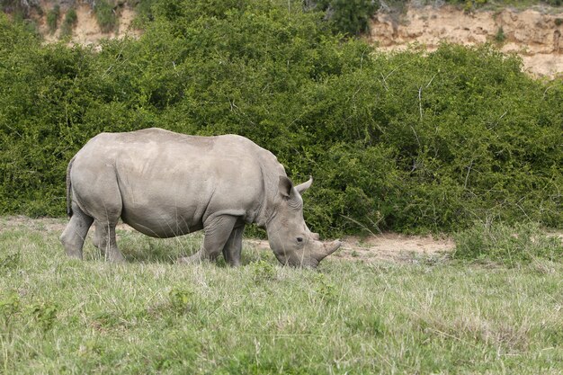 Великолепный носорог, пасущийся на покрытых травой полях в лесу