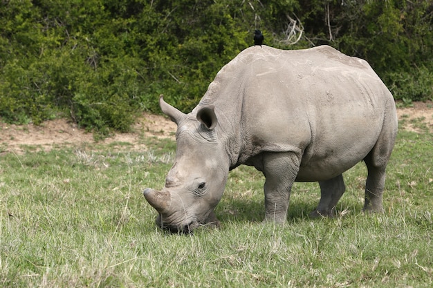 Magnifico rinoceronte al pascolo sui campi ricoperti di erba nella foresta