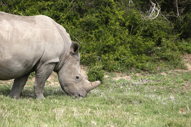 덤불 근처 잔디 덮힌 들판에서 방목하는 웅장한 코뿔소