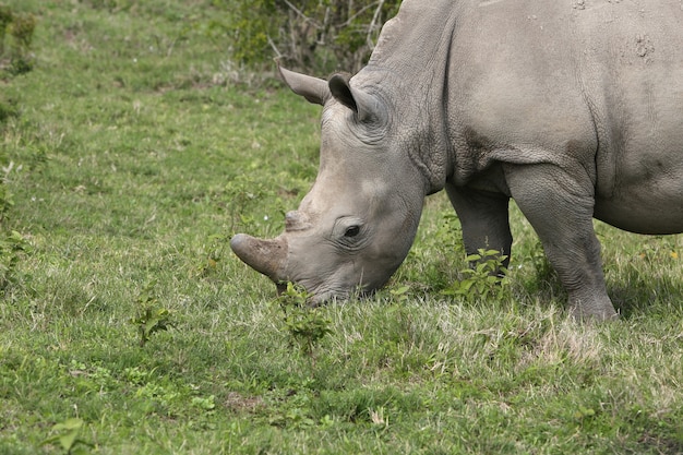 무료 사진 잔디 덮여 필드에서 방목하는 웅장 한 코뿔소
