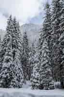 Foto gratuita magnifico e silenzioso bellissimo paesaggio invernale. bella foresta.