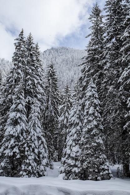 웅장하고 조용한 아름다운 겨울 풍경. 아름다운 숲.