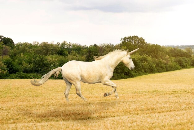 Magnificent unicorn in nature