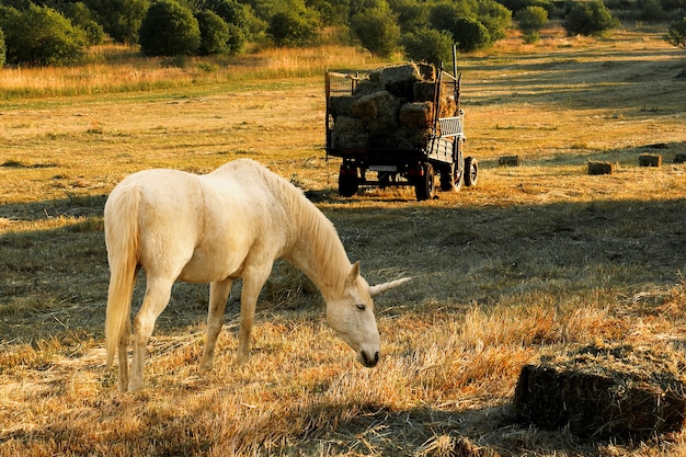 Magnificent unicorn in nature