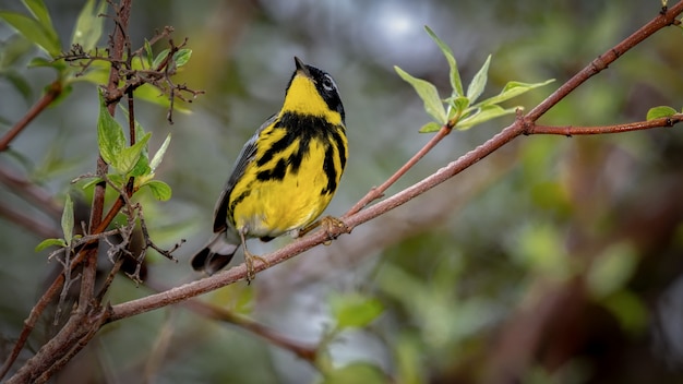 マグノリアウグイス鳥の枝