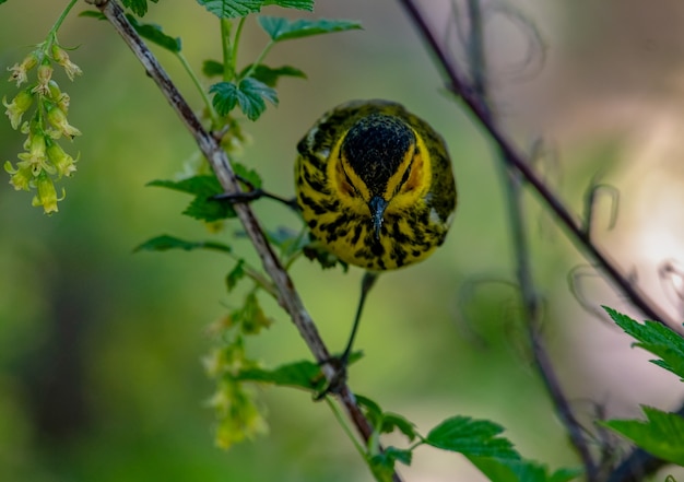 マグノリアウグイス（Setophaga magnolia