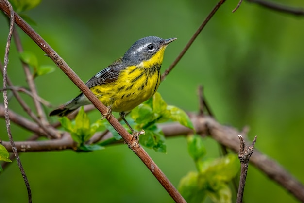 Free photo magnolia warbler  (setophaga magnolia)