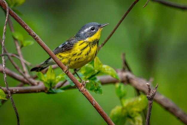 Magnolia Warbler(세토파가 목련)