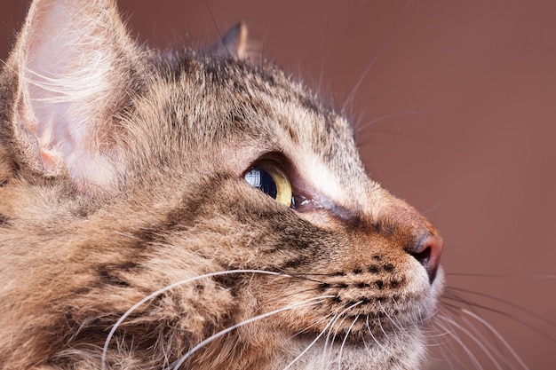 茶色の背景のスタジオ写真でカメラから目をそらしているメインクーンの品種の猫