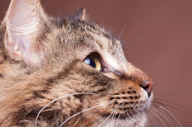 茶色の背景のスタジオ写真でカメラから目をそらしているメインクーンの品種の猫