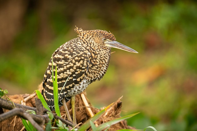 無料写真 自然の生息地に生息する雄大でカラフルな鳥パンタナール北部の鳥野生のブラジル、緑のジャングル、南アメリカの自然と荒野に満ちたブラジルの野生生物