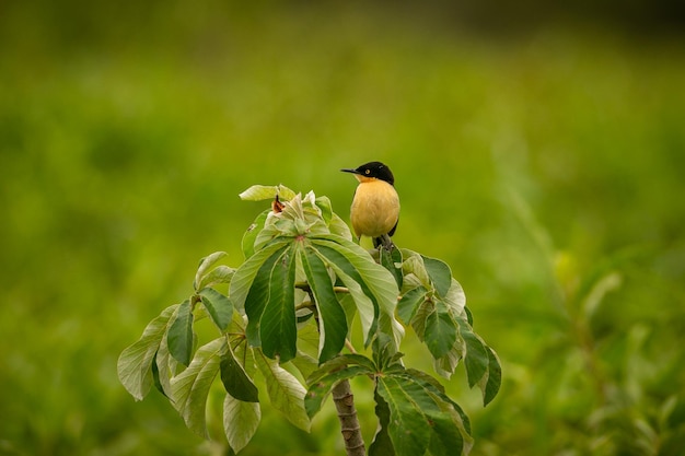 無料写真 自然の生息地に生息する雄大でカラフルな鳥パンタナール北部の鳥野生のブラジル、緑のジャングル、南アメリカの自然と荒野に満ちたブラジルの野生生物