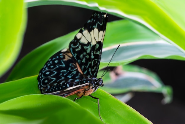 Foto gratuita maestosa farfalla colorata in habitat naturale