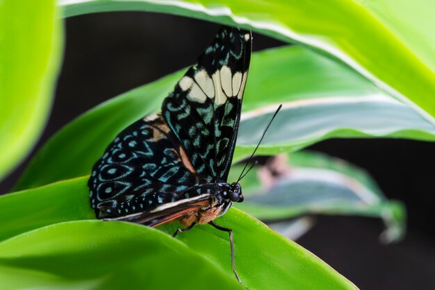 Majestic colorful butterfly in natural habitat