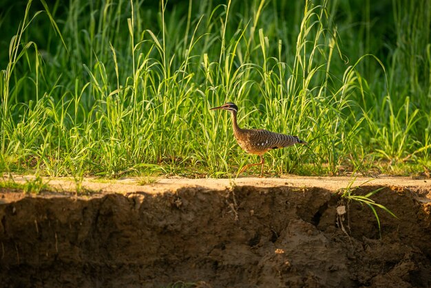 자연 서식지의 장엄하고 다채로운 새 북부 Pantanal 야생 브라질의 새 녹색 정글 남미 자연과 야생으로 가득한 브라질 야생 동물