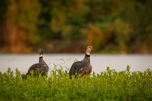 自然の生息地に生息する雄大でカラフルな鳥パンタナール北部の鳥野生のブラジル、緑のジャングル、南アメリカの自然と荒野に満ちたブラジルの野生生物