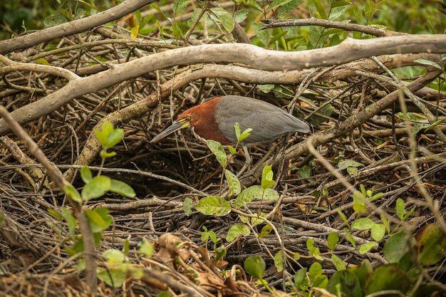 自然の生息地に生息する雄大でカラフルな鳥パンタナール北部の鳥野生のブラジル、緑のジャングル、南アメリカの自然と荒野に満ちたブラジルの野生生物