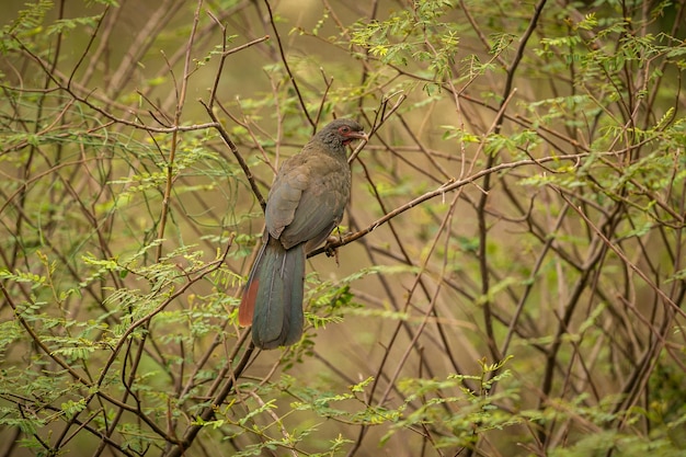 자연 서식지의 장엄하고 다채로운 새 북부 Pantanal 야생 브라질의 새 녹색 정글 남미 자연과 야생으로 가득한 브라질 야생 동물