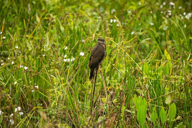 自然の生息地に生息する雄大でカラフルな鳥パンタナール北部の鳥野生のブラジル、緑のジャングル、南アメリカの自然と荒野に満ちたブラジルの野生生物