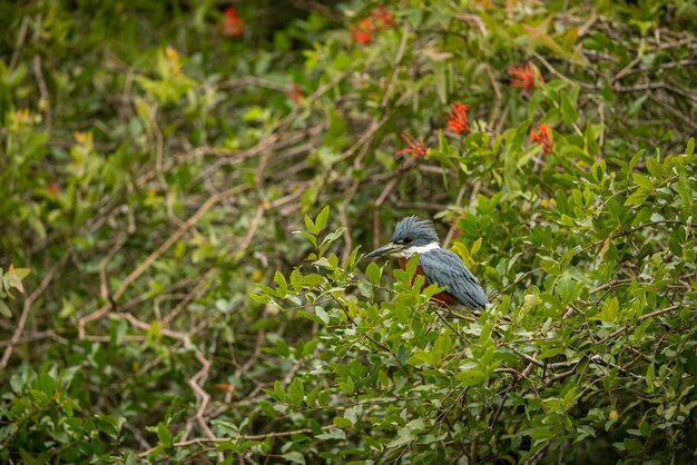 Foto gratuita uccello maestoso e colorato nell'habitat naturale uccelli del pantanal settentrionale selvaggio brasil fauna brasiliana piena di giungla verde natura sudamericana e natura selvaggia