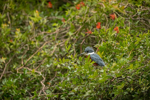 自然の生息地に生息する雄大でカラフルな鳥パンタナール北部の鳥野生のブラジル、緑のジャングル、南アメリカの自然と荒野に満ちたブラジルの野生生物