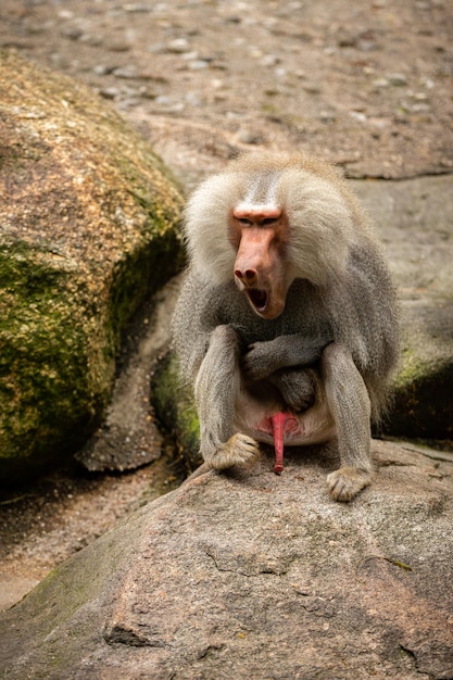 飼育下の雄大なマントヒヒ動物園の野生のサル美しく危険な動物飼育下のアフリカの野生生物