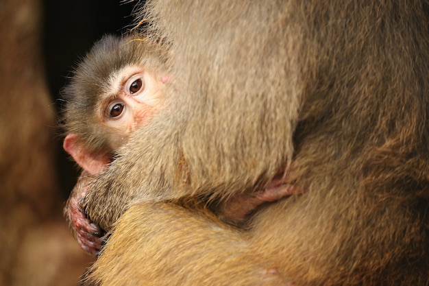 Majestic hamadryas baboon in captivity