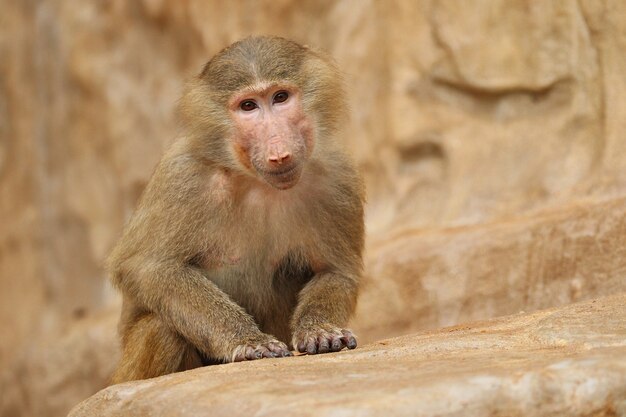 Majestic hamadryas baboon in captivity