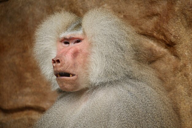 포로에 있는 장엄한 hamadryas 개코원숭이
