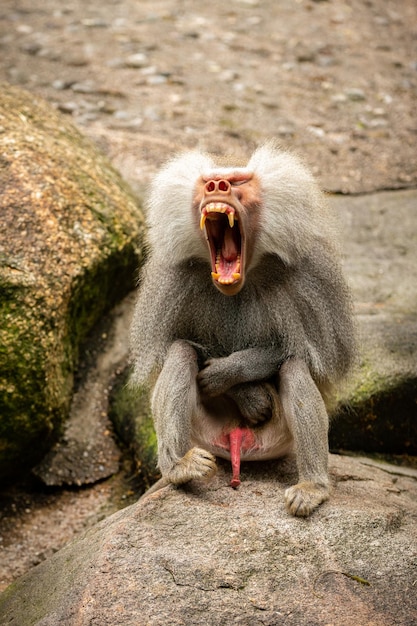 Бесплатное фото Величественный павиан гамадрилы в неволе дикие обезьяны в зоопарке красивые и опасные животные африканская дикая природа в неволе