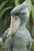 Free photo majestic prehistorical shoebill bird