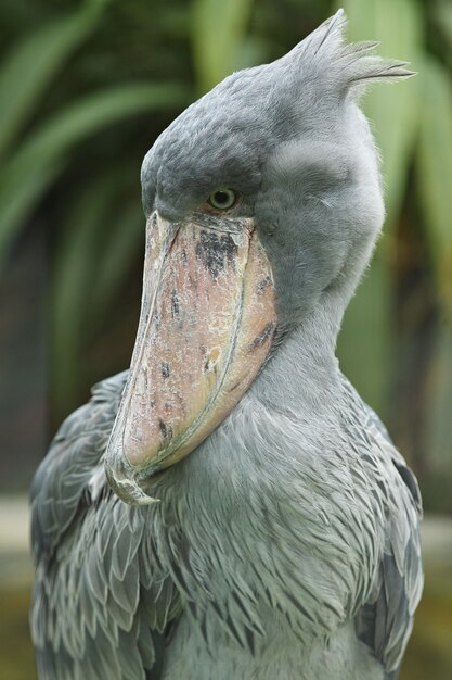 Majestic prehistorical shoebill bird