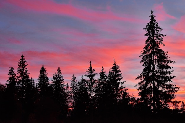 雄大な空、夕暮れ時の松の木のシルエットに対するピンクの雲。
