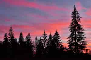 無料写真 雄大な空、夕暮れ時の松の木のシルエットに対するピンクの雲。