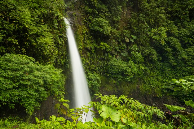 コスタリカの熱帯雨林の雄大な滝